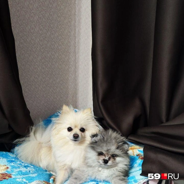 Источник: Читатель 59.RU