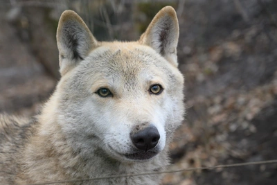 Tomsk hunters to receive 30,000 rubles per wolf