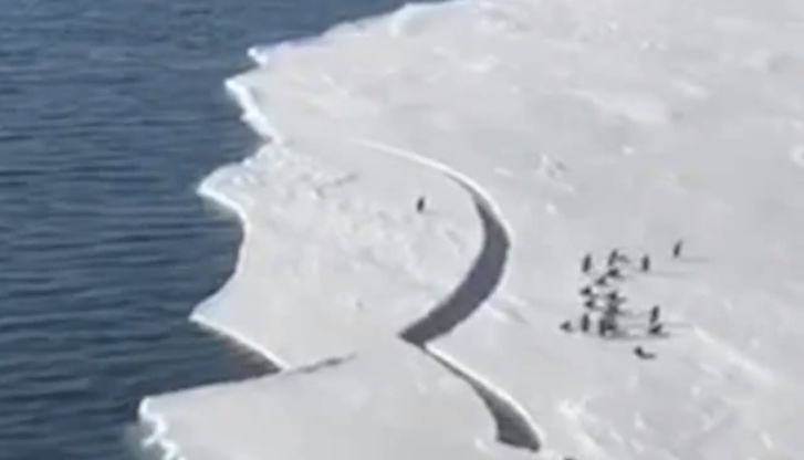 Фото №1 - Видео с пингвином, спешащим с отколовшейся льдины к своим товарищам, снова стало популярным