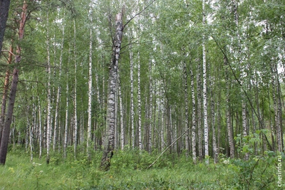 В Вологодской области внедрят систему мониторинга лесов
