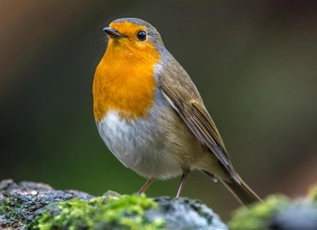 Зарянка (Erithacus rubecula) | Источник: Shutterstock/Fotodom.ru