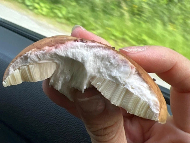 И внутри гриб невероятно чистый | Источник: Александра Шурыгина / «Уральский ЯжеГРИБНИК»