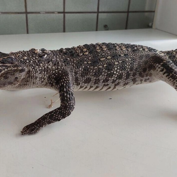 Источник: ФТС России