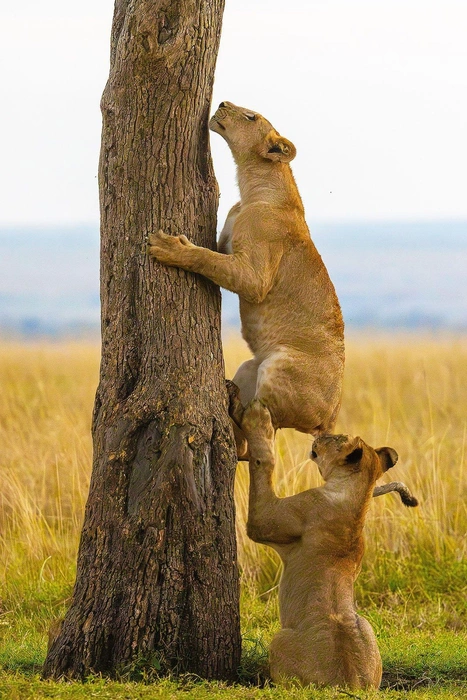 Источник: Bhargava Srivari / Nikon Comedy Wildlife Awards 2025
