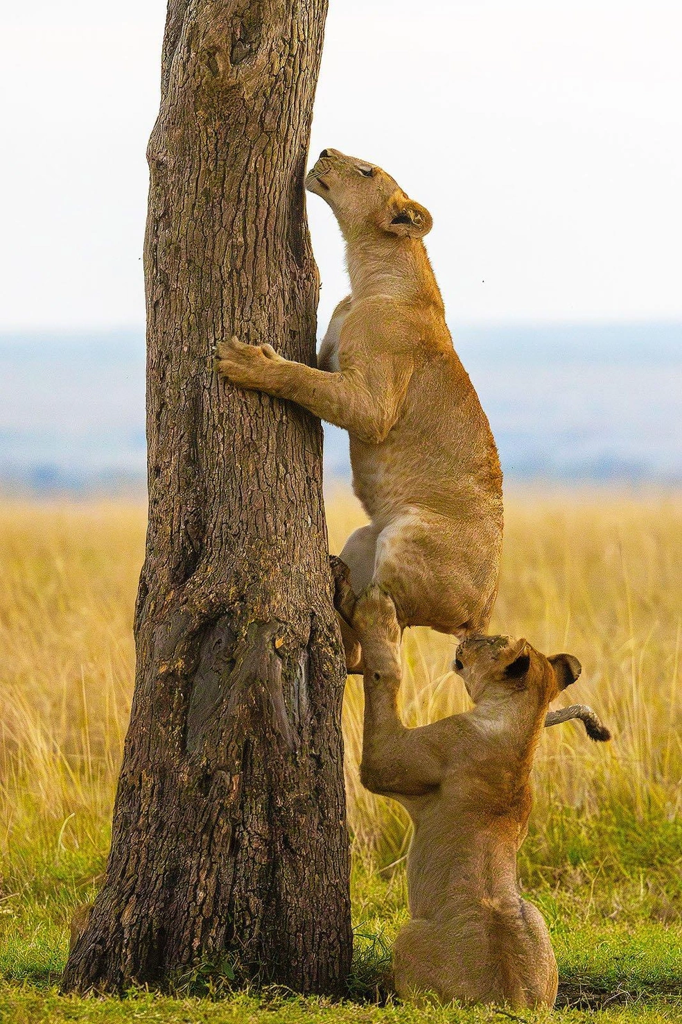 Источник: Bhargava Srivari / Nikon Comedy Wildlife Awards 2025