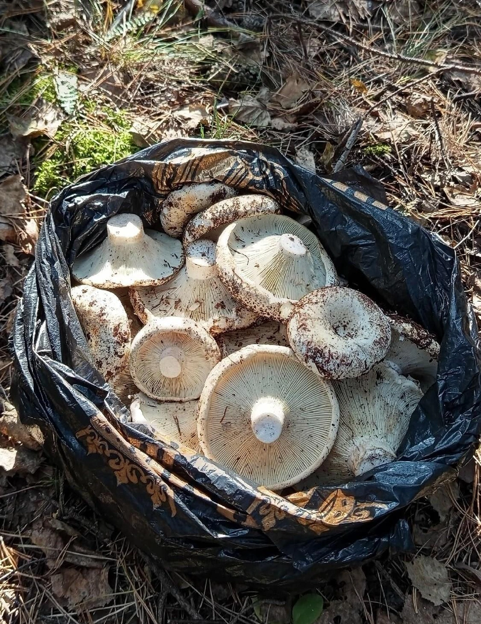 Это тоже оттуда, если что | Источник: Астапенко Александр / Грибы Челябинской области