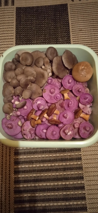 Источник: Марина Абакумова / «Грибники Подмосковья» / vk.com