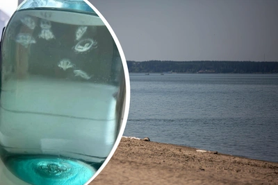 В Обском море впервые заметили пресноводных медуз