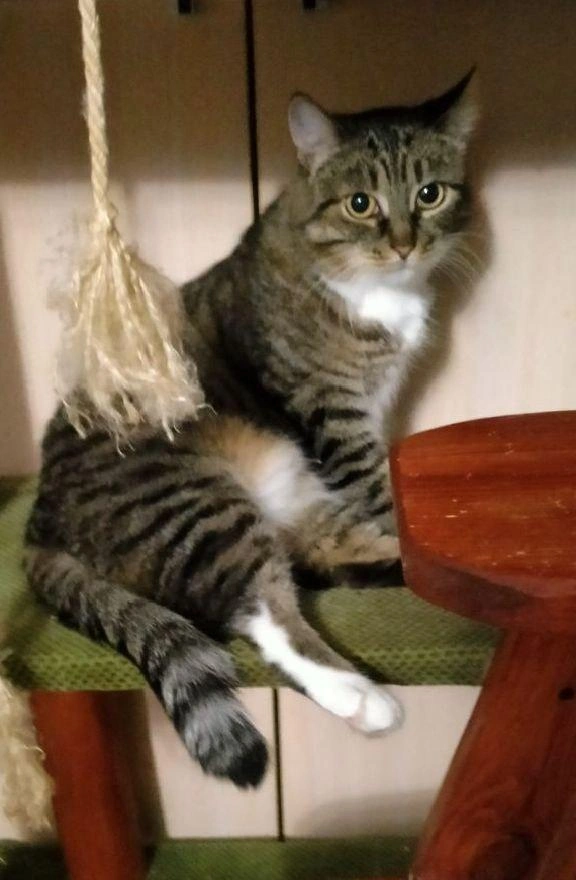 Мы верим, что у кошки появится заботливый хозяин | Источник: предоставили 72.RU в частном приюте «Муркошка»