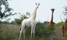В Кении браконьеры убили убили последнюю белую жирафиху с детенышем