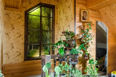 Три растения укрепят иммунитет и защитят от простуд