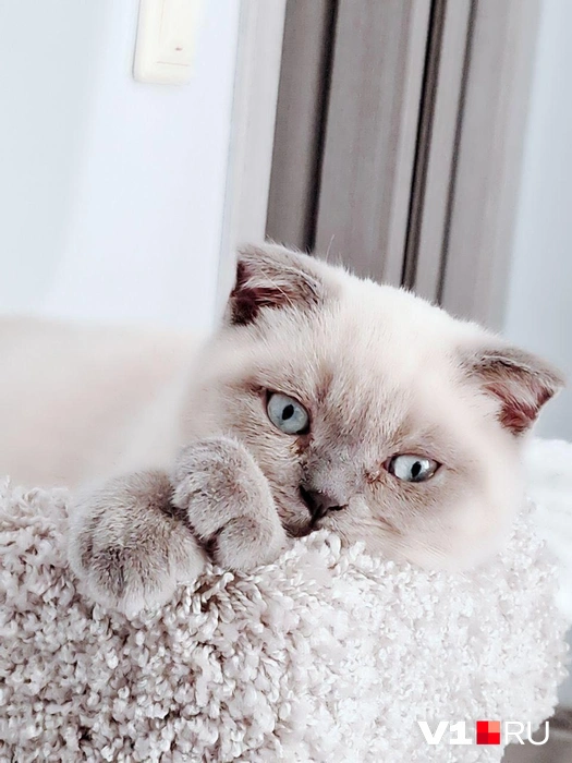 Эта красотка наверняка сводит с ума прохожих на улице | Источник: читатели V1.RU