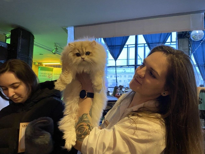 А вот кошек британской породы в Барнауле оказалось в достатке | Источник: Ирина Господаренко / NGS22.RU