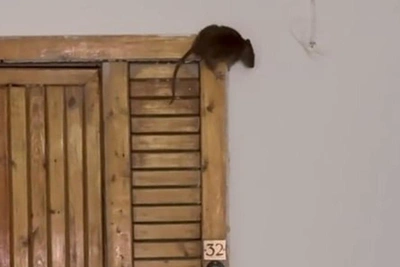 Rat Infestation Plagues Chelyabinsk High-Rise