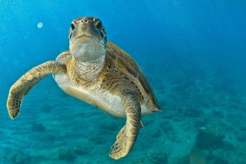 К чему снится море: толкование образа по сонникам и мнение психолога