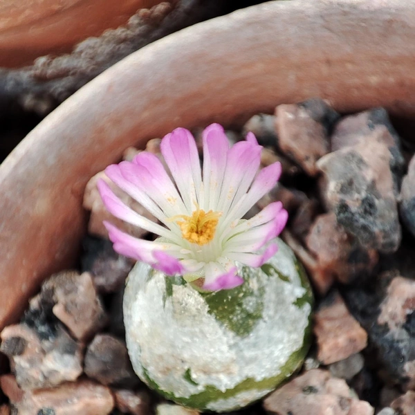 Источник: предоставлено КПЦ БИН РАН