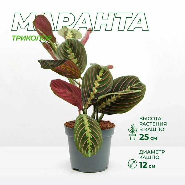 Маранта трехцветная