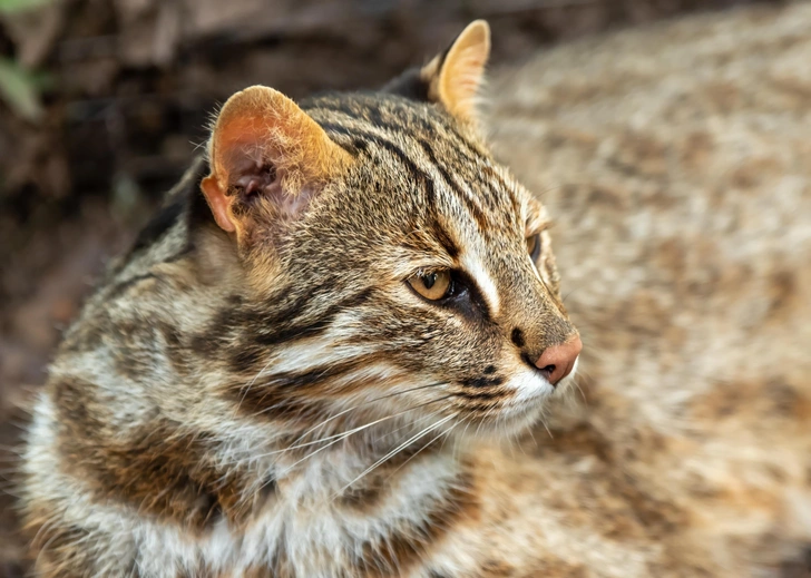Дальневосточный лесной кот | Источник: Tanya_Terekhina via Shutterstock/Fotodom.ru