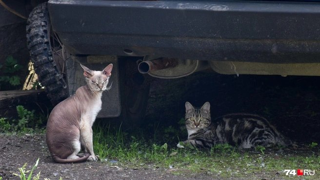 Когда бог раздавал кошкам глаза, он делал это очень неравномерно | Источник: Артем Краснов