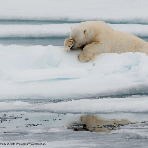 Источник: Nikon Comedy Wildlife Awards