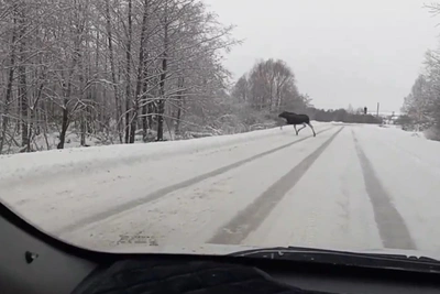 Moose and roe deer on Nizhny Novgorod's snowy roads