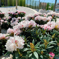 Аватарка Майя Харитоновна