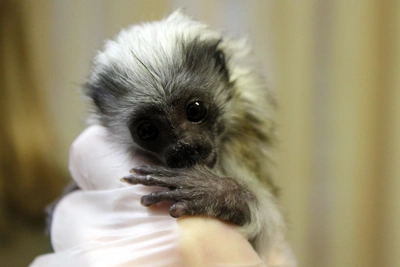 Редкую обезьянку спасли в Нижнем Новгороде