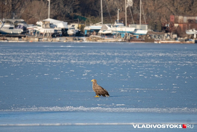 Источник: Елена Буйвол / VLADIVOSTOK1.RU