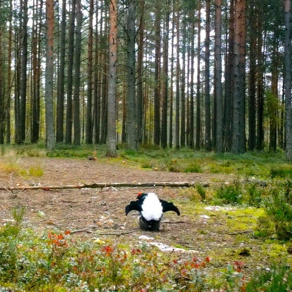 Источник: Каждой твари по паре / Телеграм