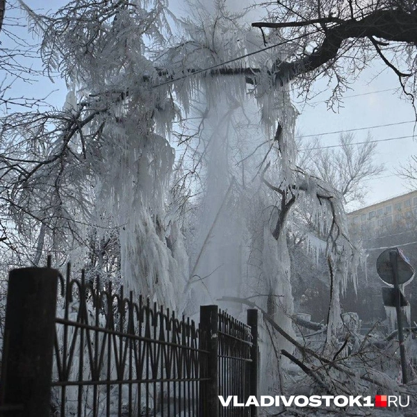 Источник: Елена Буйвол / VLADIVOSTOK1.RU