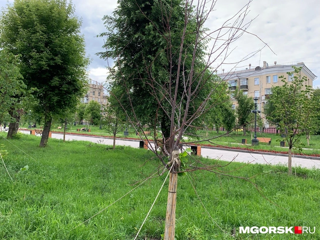 Саженцы с высохшими кронами тоже есть | Источник: Анна Лялькова / MGORSK.RU