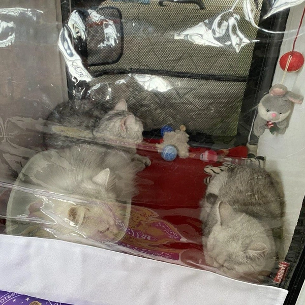 Источник: Ирина Господаренко / NGS22.RU