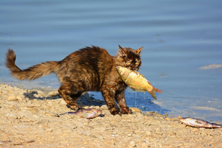 Почему огонь боится воды