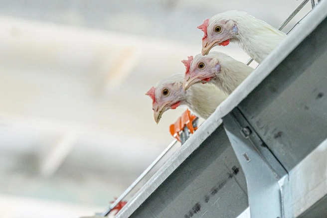 Тюменцы уверены, что дышат дымом от сжигания куриц | Источник: Олег Фёдоров / CHITA.RU