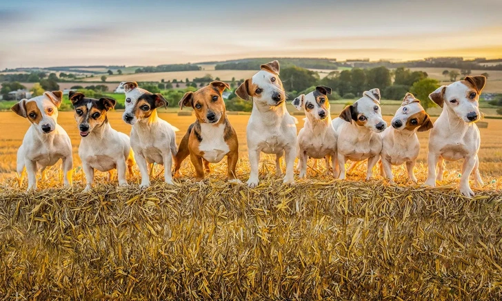 До чего же хороши! Полюбуйтесь на фото триумфаторов конкурса BPA 2025 в номинации «Домашние животные» | Источник: Phil Wilkinson / British Photography Awards 2025