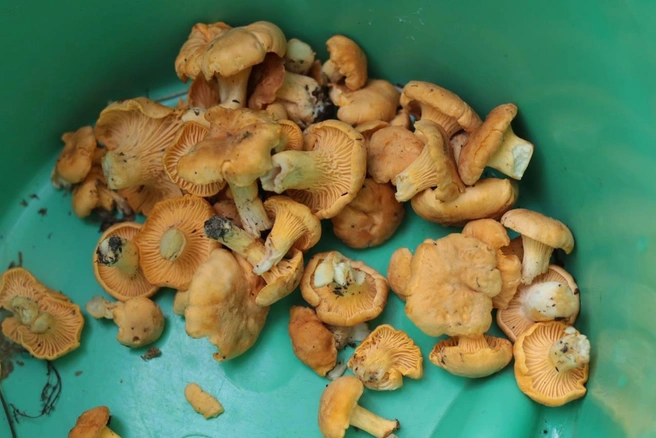 Грибной сезон в самом разгаре | Источник: читатель 72.RU