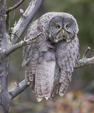 Самые смешные зверушки в дикой природе — финалисты фотоконкурса Comedy Wildlife Photography Awards — 2023. Окончательная часть