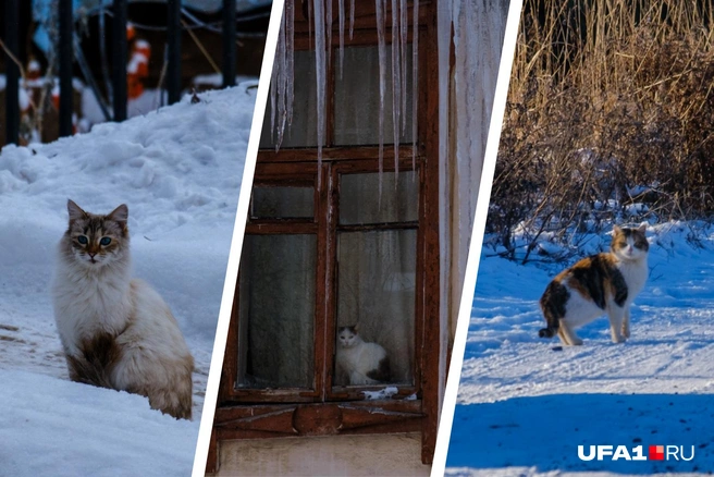 Ну какие симпатяги! | Источник: Булат Салихов / UFA1.RU