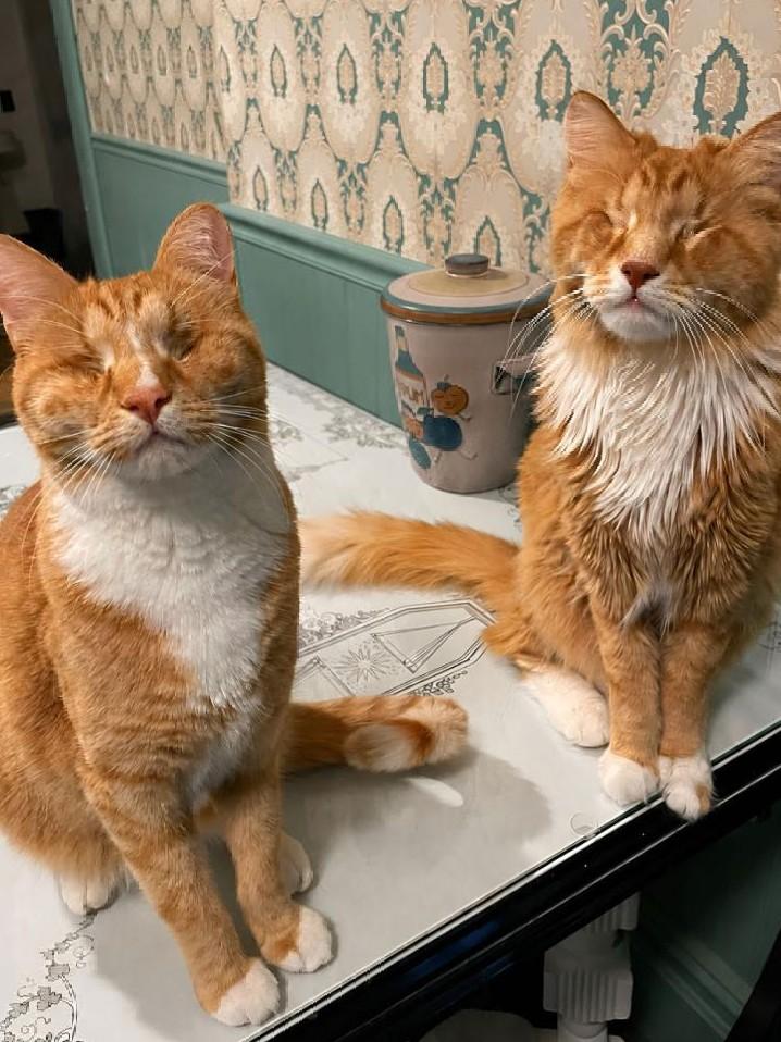 Ученые показали как выглядят две кошки, у которых впервые в мире выявили синдром Марфана