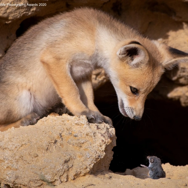 «Кто ты, чудище?» | Источник: Ayala Fishaimer / Comedy Wildlife Photography Awards 2020