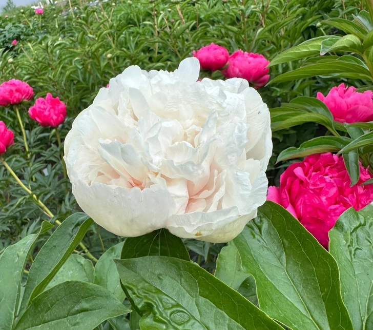 Пион «Appleton Eau» | Источник: Octirium