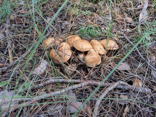 Спрятались, красавцы  | Источник: «Грибы. Грибники Омска и Омской области» / vk.com