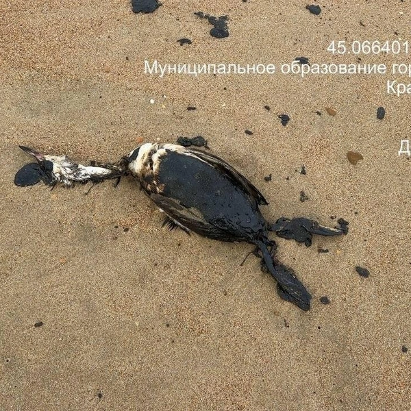 Спасти удается не всех | Источник: Добровольцы ССЛ