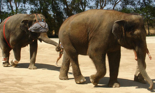 Сможет ли слон ровно идти, если завязать ему глаза? Ученые проверили на практике