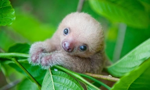 Какие милашки! Посмотрите на дюжину фотографий очаровательных крошек-ленивцев