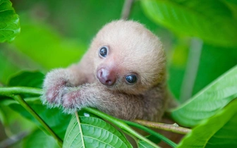 Какие милашки! Посмотрите на дюжину фотографий очаровательных крошек-ленивцев