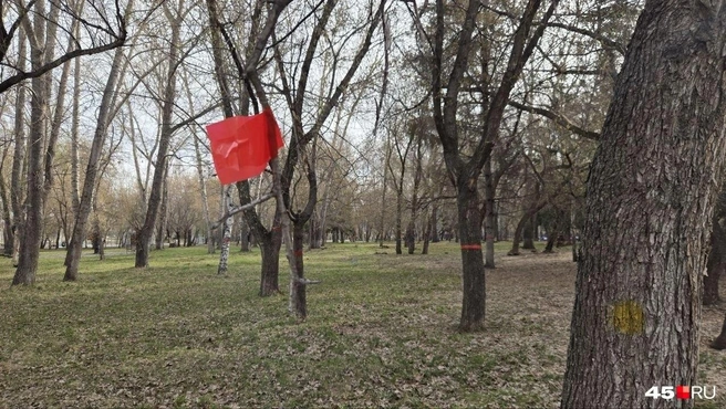 В ЦПКиО скоро поселятся альпаки | Источник: Алена Кисель / 45.RU