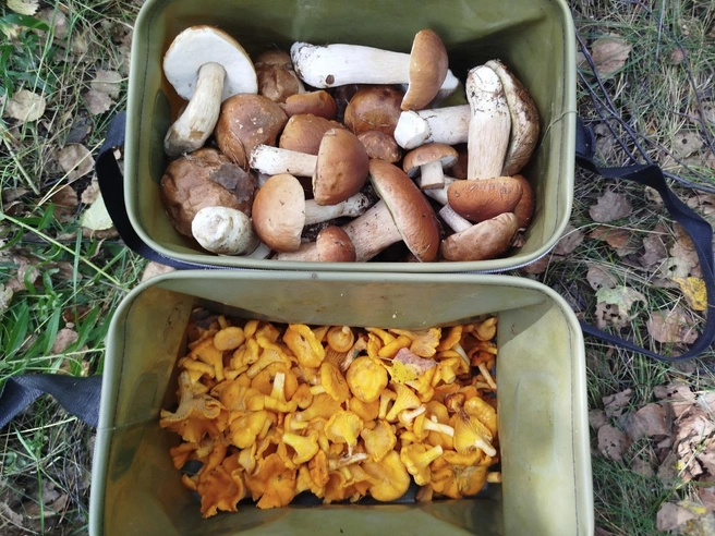 Источник: «Грибы и Грибники Подмосковья» / vk.com