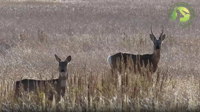 Косули Светлинского заказника отрастили зимнюю шерсть и готовятся к холодам | Источник: Дирекция ООПТ Оренбургской области \ T.me