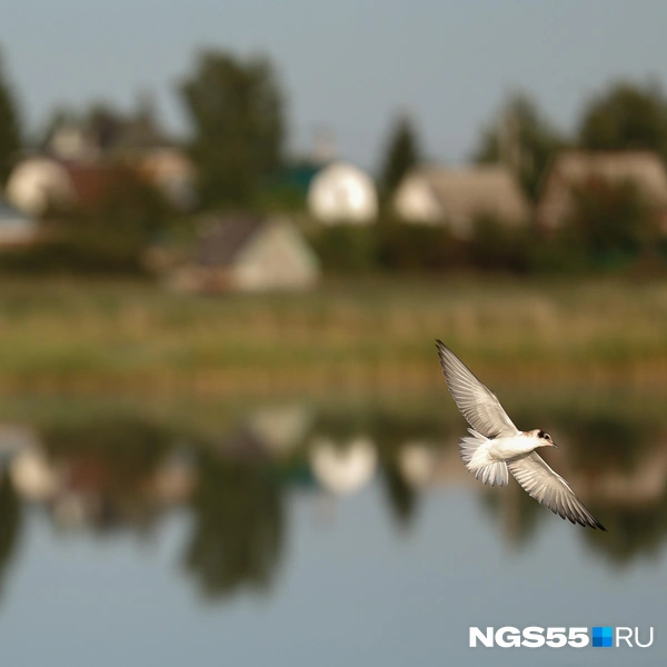 Свободный полет | Источник: Евгений Софийчук / NGS55.RU